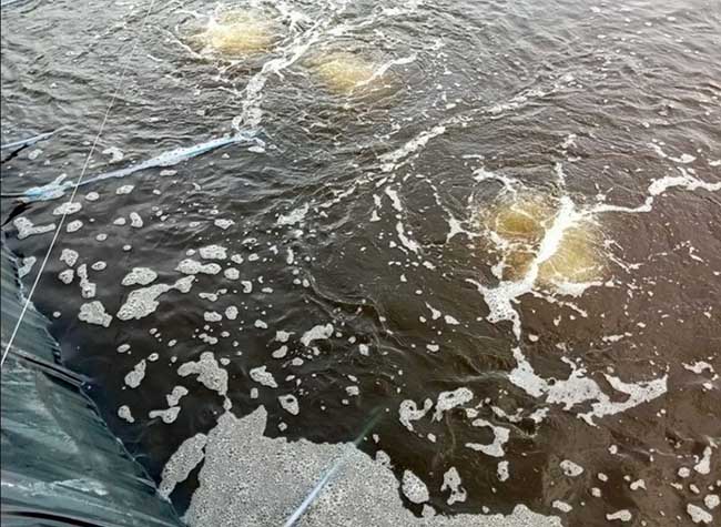 Gây màu nước ao nuôi tôm là yếu tố quan trọng cần quan tâm để góp phần có một mùa nuôi tôm thành công.