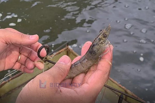 Gây màu nước ao tôm đúng chuẩn là góp phần nuôi tôm đạt chất lượng cao.
