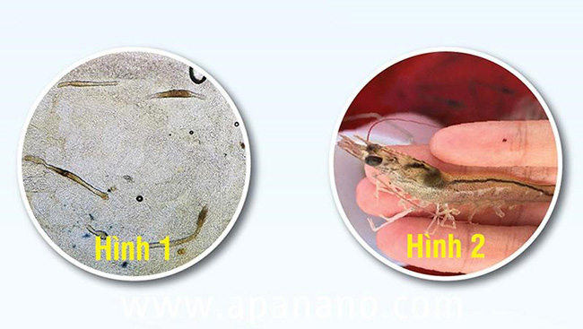 Ký sinh trùng ở tôm thẻ chân trắng.