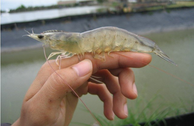 Ký sinh trùng trên tôm là một dạng bệnh phổ biến mà người nuôi tôm thường gặp phải.