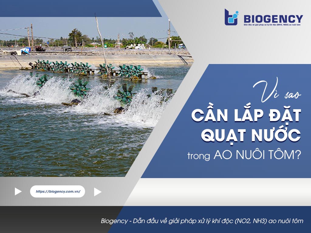 Vì sao cần lắp đặt quạt nước trong ao nuôi tôm?