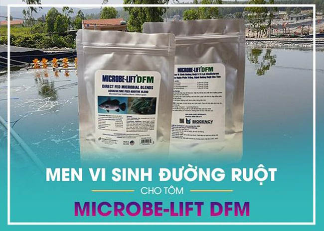 Men vi sinh Microbe-Lift DFM giúp đường ruột tôm khỏe hơn, khả năng hấp thu chất dinh dưỡng tốt hơn.