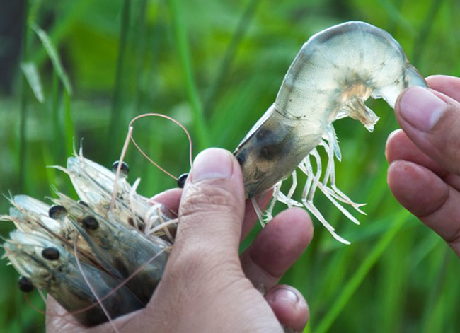Môi trường nước xấu là một trong những yếu tố làm tôm dễ nhiễm bệnh đường ruột.