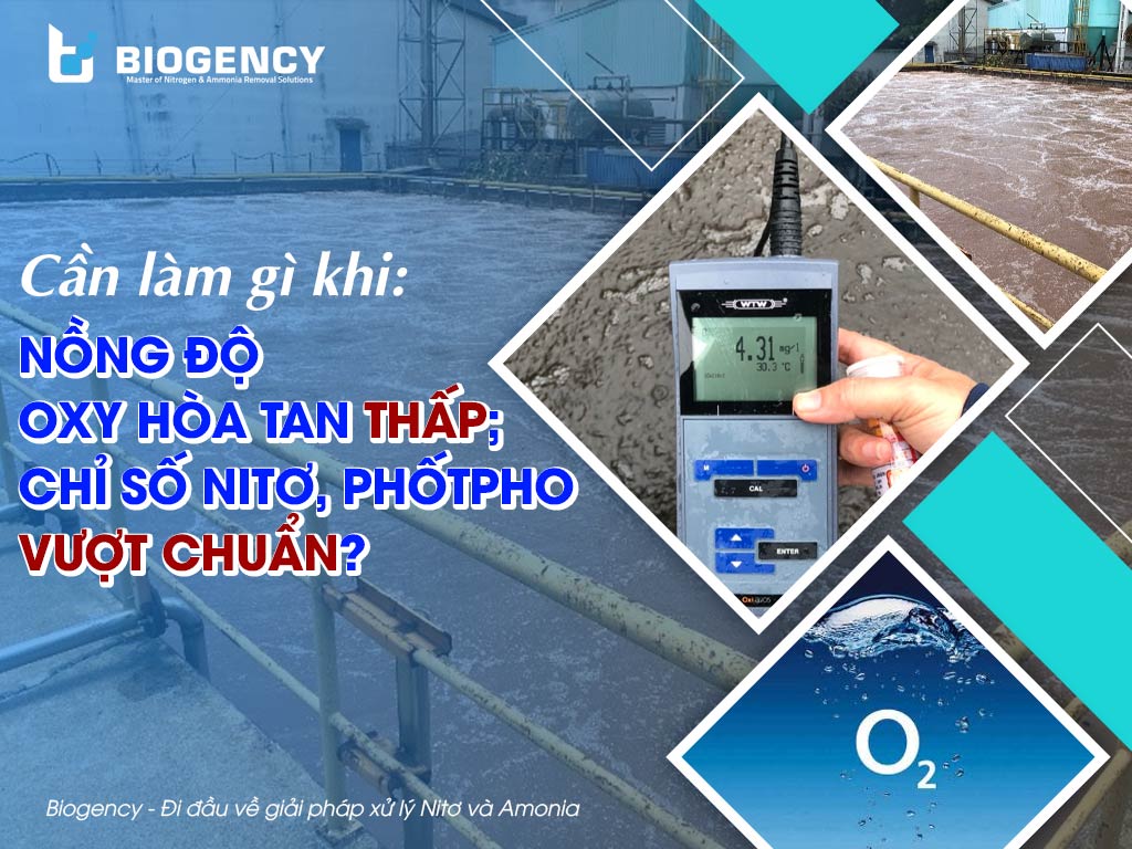 Làm gì khi nồng độ oxy hòa tan thấp hoặc các chỉ số Nitơ, Phốt pho vượt quy chuẩn xả thải?