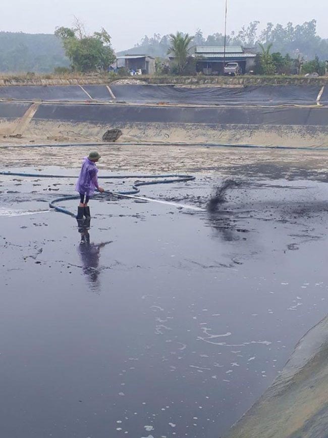 Nước ao nuôi bị ô nhiễm do không xử lý bùn đáy.