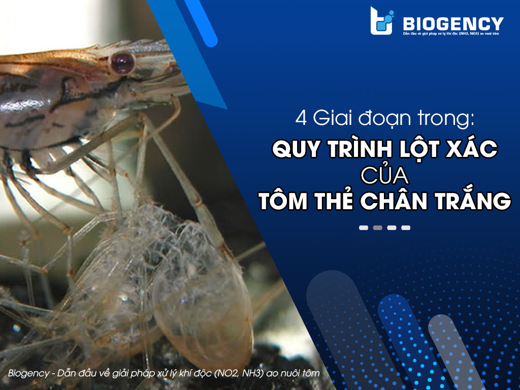 4 Giai đoạn trong: Quy trình lột xác của tôm thẻ chân trắng