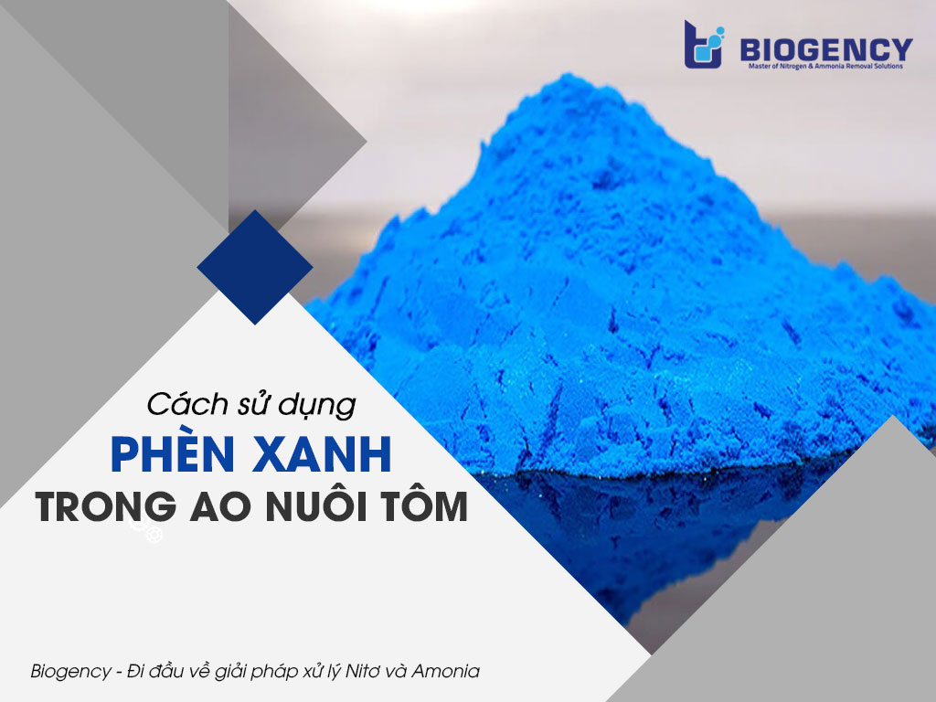 Cách sử dụng phèn xanh trong ao nuôi tôm