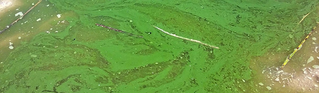 Tảo lam nhiều gây hiện tượng kéo ván trên mặt nước.