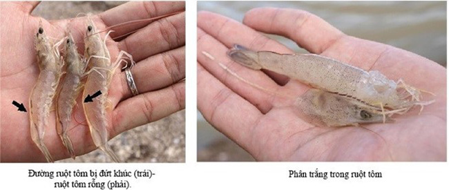 Tôm bị bệnh đường ruột.