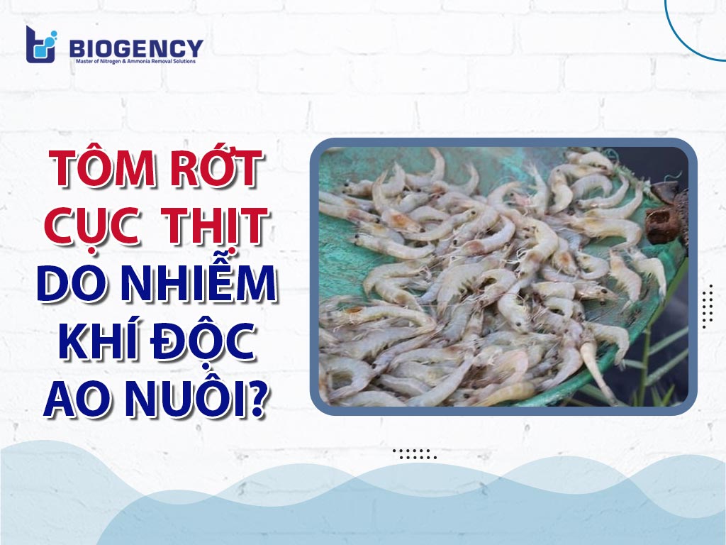 Tôm rớt cục thịt