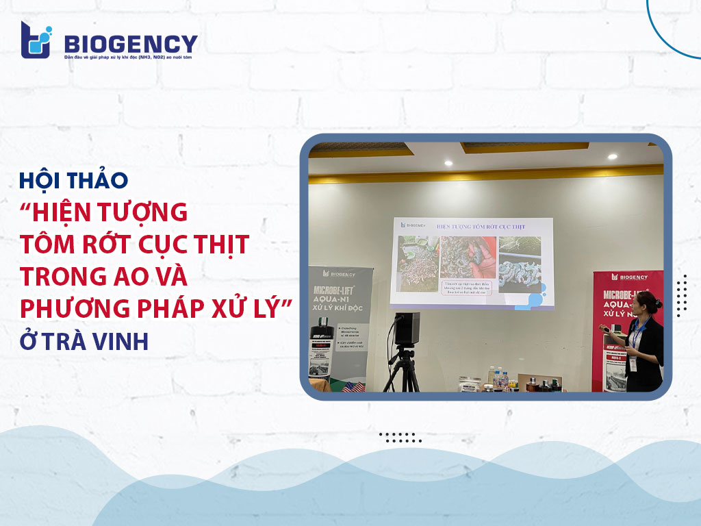 tôm rớt cục thịt