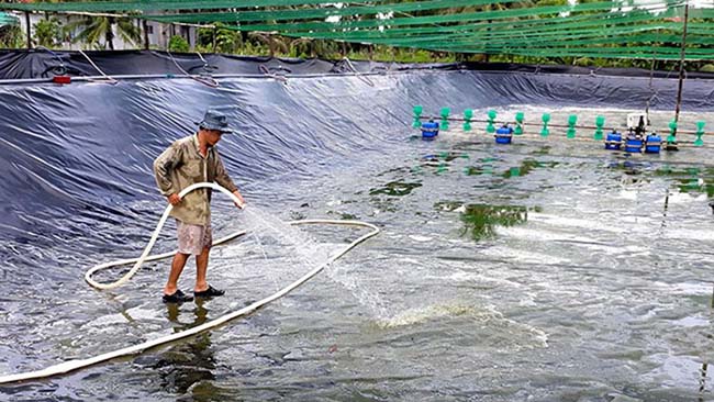 Vệ sinh ao nuôi trước mỗi mùa vụ để giảm thiểu dịch bệnh ở mùa vụ kế tiếp.