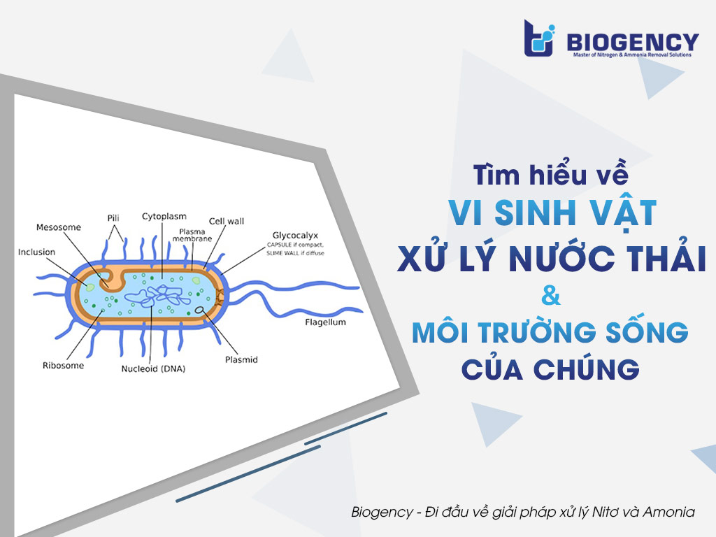 Tìm hiểu về vi sinh vật xử lý nước thải và môi trường sống của chúng