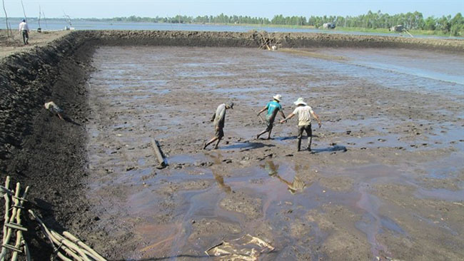 Xử lý bùn đáy ao nuôi tôm là việc làm cần thiết để giúp gia tăng năng suất mùa vụ.