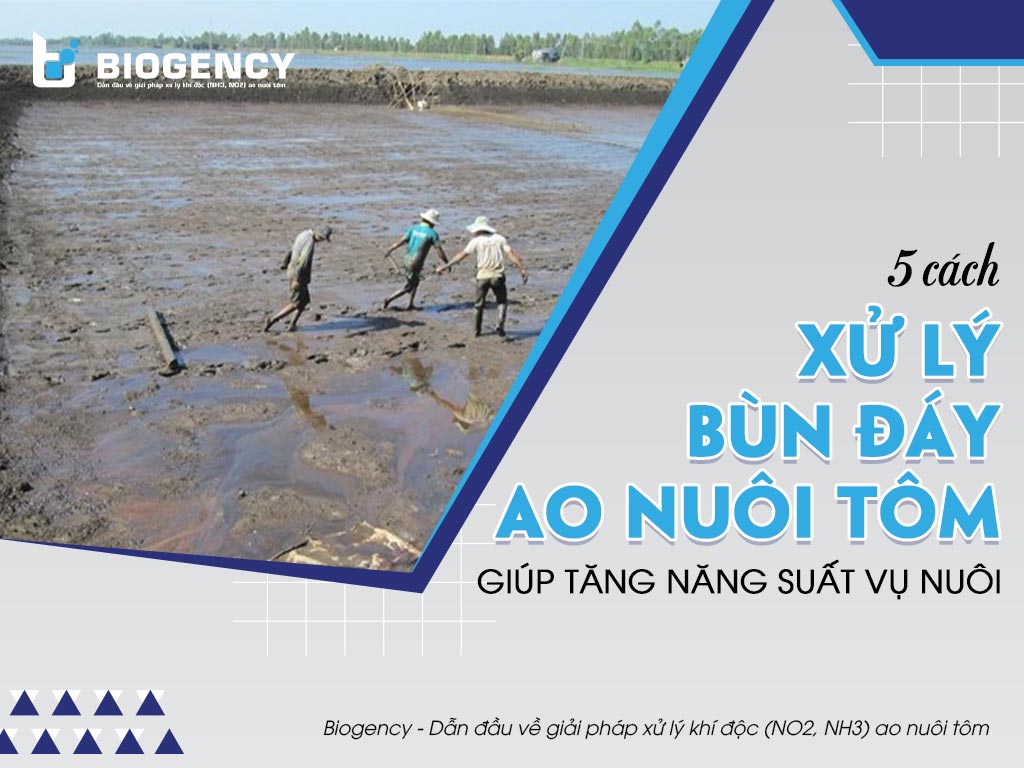 5 cách xử lý bùn đáy ao nuôi tôm giúp tăng năng suất vụ nuôi