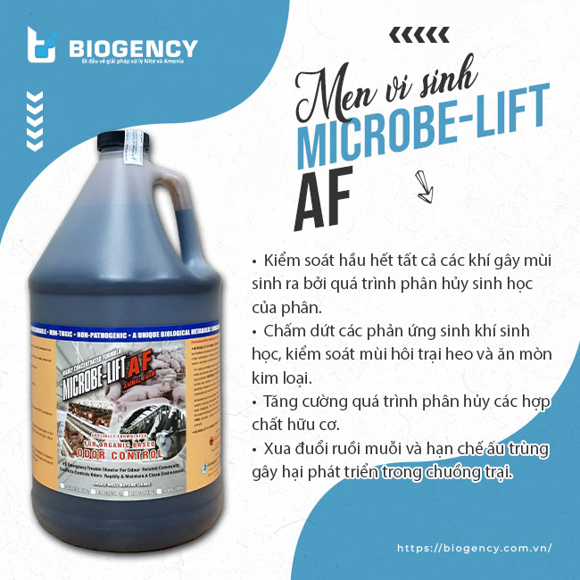Men vi sinh Microbe-Lift AF hiệu quả trong xử lý mùi hôi trại heo thịt quy mô lớn.