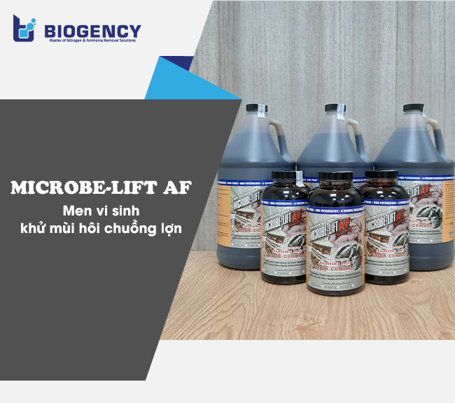 Men vi sinh khử mùi hôi chuồng lợn Microbe-Lift AF.