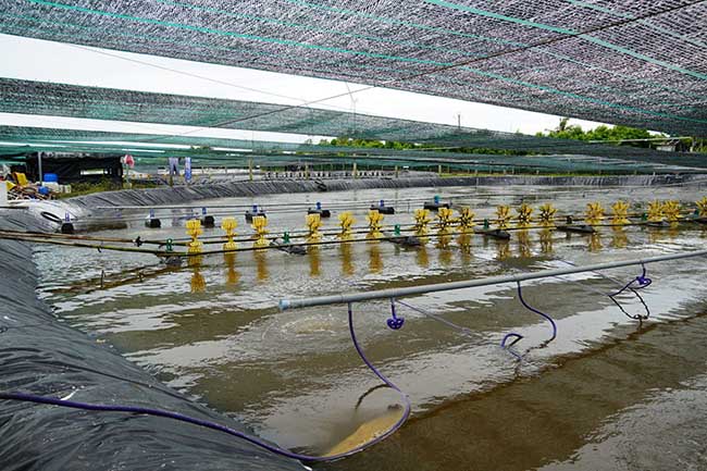 Ao nuôi tôm của anh Dũng sau khi sử dụng bộ ba Men vi sinh Microbe-Lift AQUA C, AQUA N1 và AQUA SA.