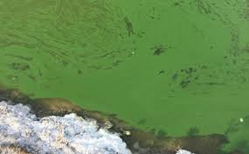 Ao tôm xuất hiện nhiều tảo lam tạo màu xanh đặc quánh phủ kín mặt ao.