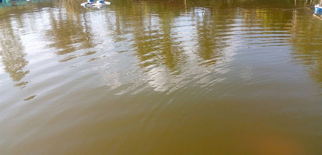 Ao tôm xuất hiện nhiều tảo mắt làm nước ao có màu nâu đen.