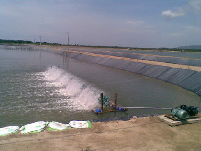 Bà con chú ý gây màu nước nuôi tôm cho thích hợp.