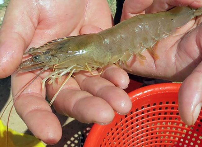 Bệnh đầu vàng trên tôm thẻ chân trắng.