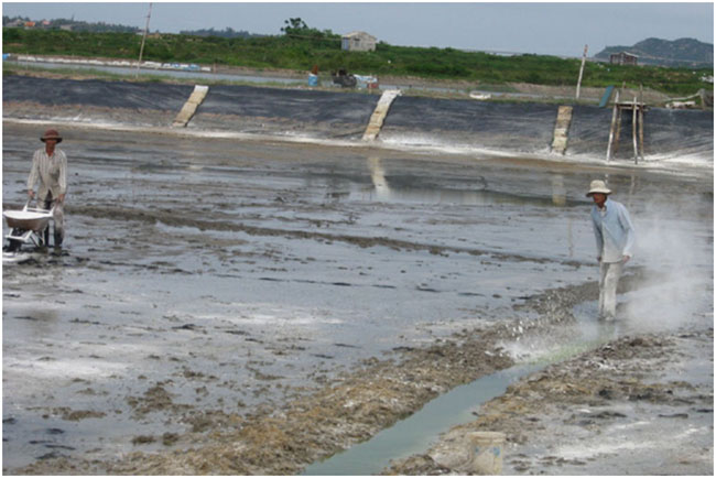 Cải tạo ao trước khi thả tôm.
