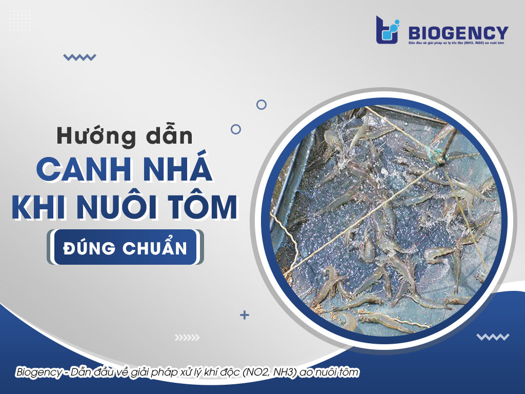 Hướng dẫn canh nhá khi nuôi tôm đúng chuẩn