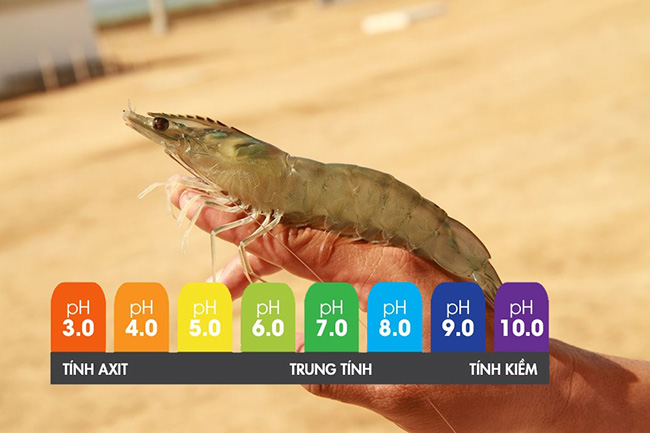 Độ pH ảnh hưởng đến tôm thẻ chân trắng.