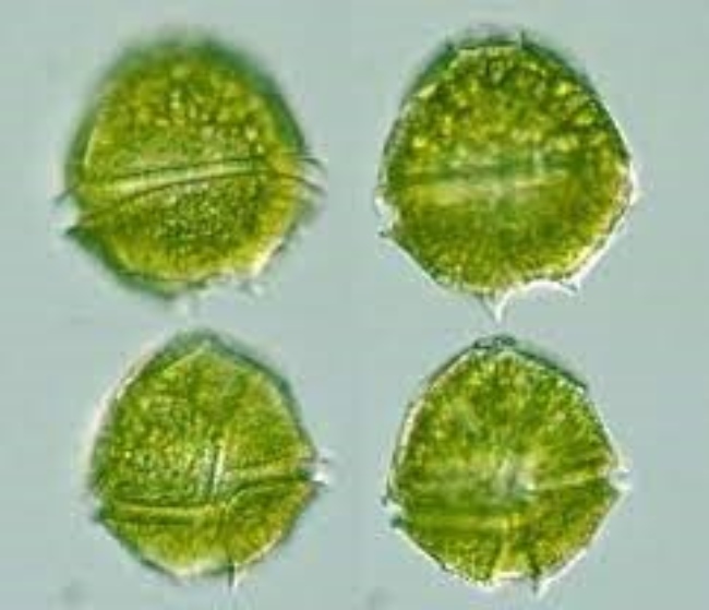 Hình ảnh tảo giáp khi soi dưới kính hiển vi.