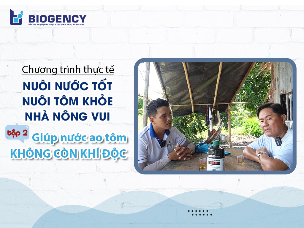 ao tôm không còn khí độc