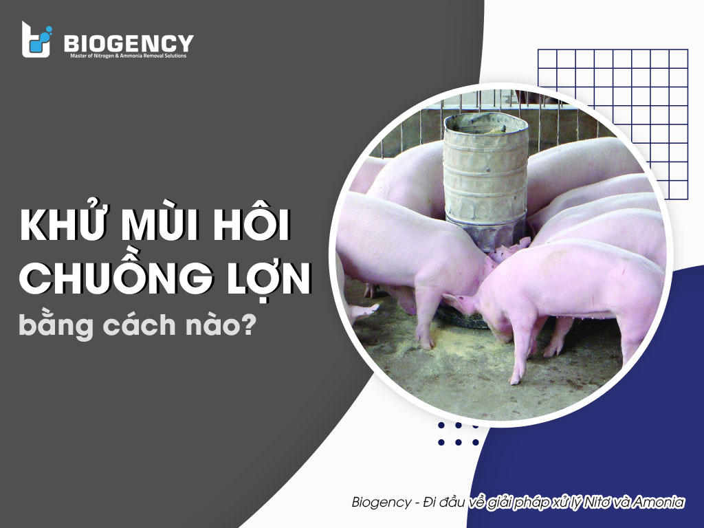 Khử mùi hôi chuồng lợn bằng cách nào?