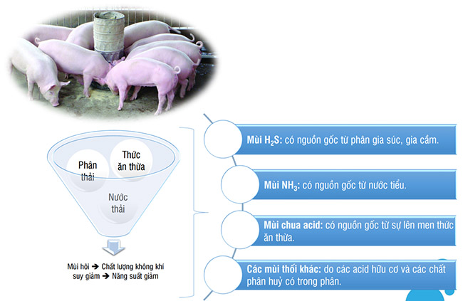Quá trình chăn nuôi lợn phát sinh nhiều chất thải và mùi hôi khác nhau.