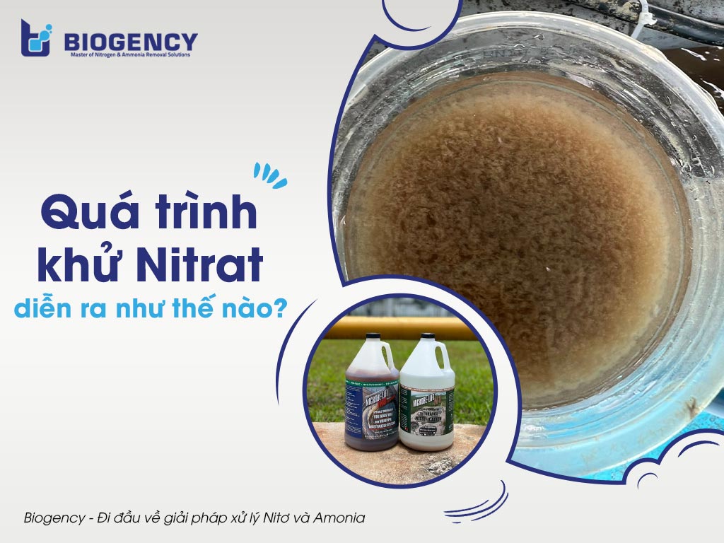Quá trình khử Nitrat ra mắt như vậy nào?