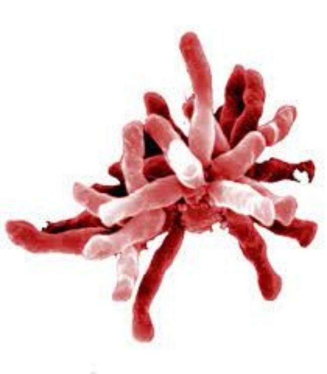 Rhodopseudomonas palustris.