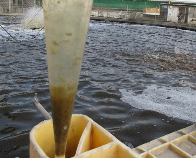 Sử dụng mật rỉ đường kết hợp với men vi sinh để cân bằng độ pH trong ao.