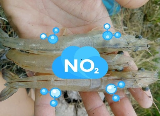 Sử dụng vi sinh vật trong nuôi tôm giúp xử lý khí độc NH3, NO2, H2S.