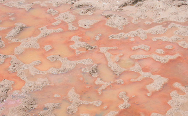 Tảo đỏ - 1 loại tảo độc trong ao nuôi tôm.