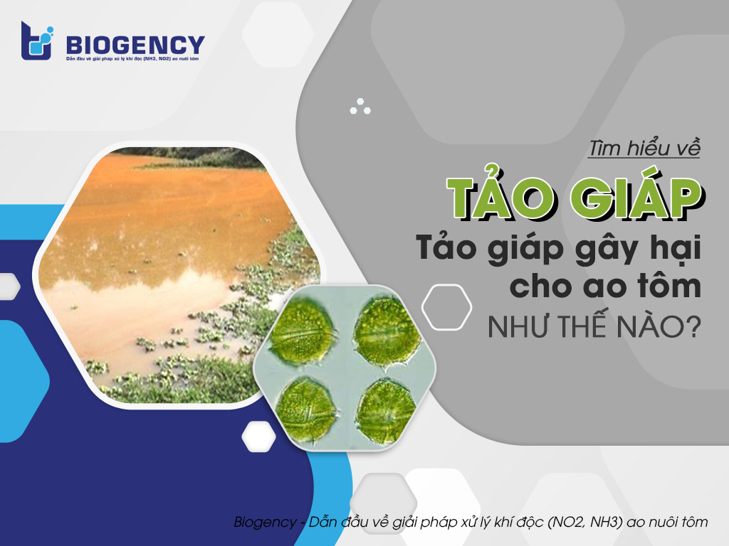 Tìm hiểu về tảo giáp. Tảo giáp gây hại cho ao tôm như thế nào?