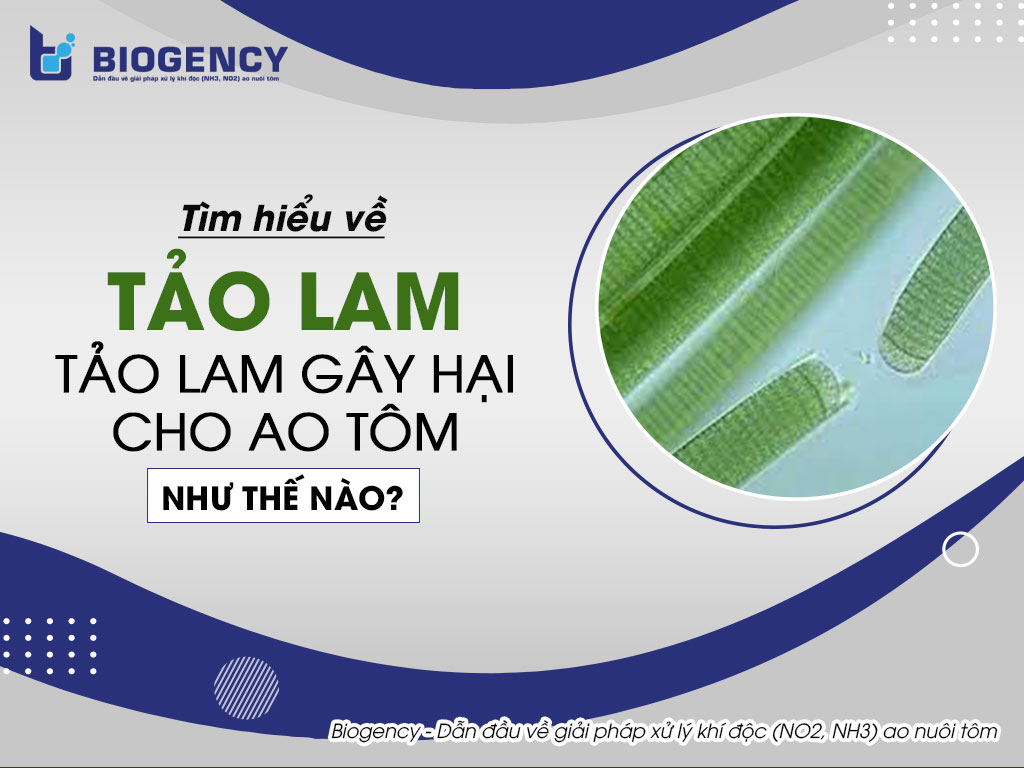 Tìm hiểu về tảo lam. Tảo lam gây hại cho ao tôm như thế nào?