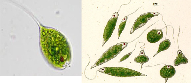 Tảo mắt xuất hiện do đáy ao chứa nhiều chất hữu cơ dư thừa.