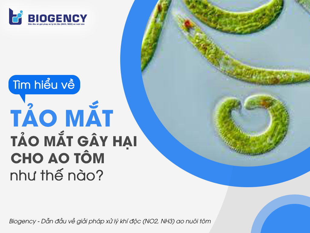 Tìm hiểu về tảo mắt. Tảo mắt gây hại cho ao tôm như thế nào?