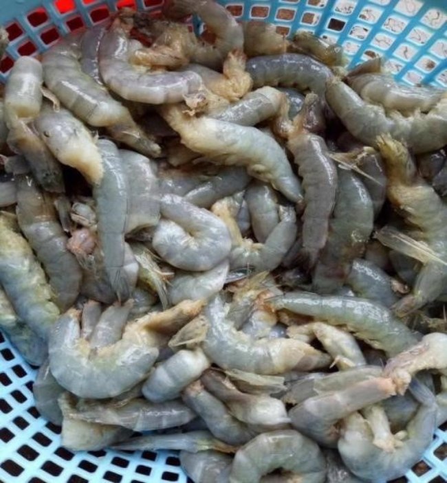 Tôm chết do rớt cục thịt. 