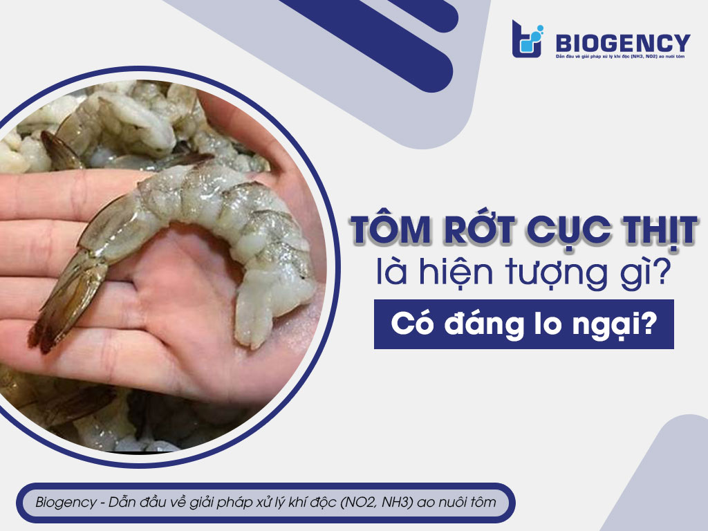 Tôm rớt cục thịt là hiện tượng gì? Có đáng lo ngại?