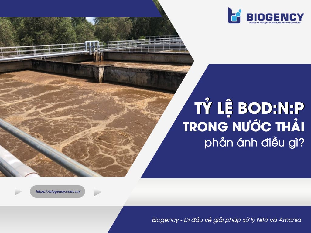 Tỷ lệ BOD:N:P trong nước thải phản ánh điều gì?