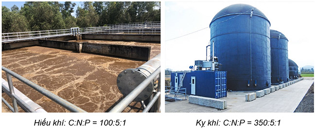 Tỷ lệ dinh dưỡng C:N:P tối ưu ở các loại bể sinh học.