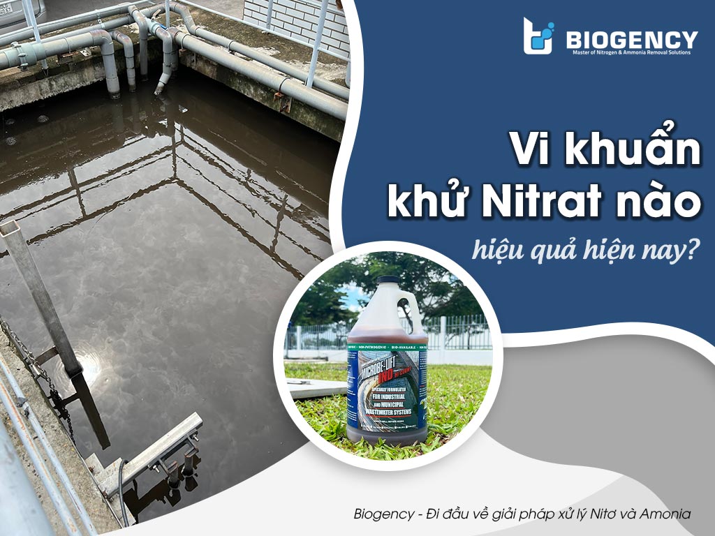 Vi khuẩn khử Nitrat nào hiệu quả hiện nay?