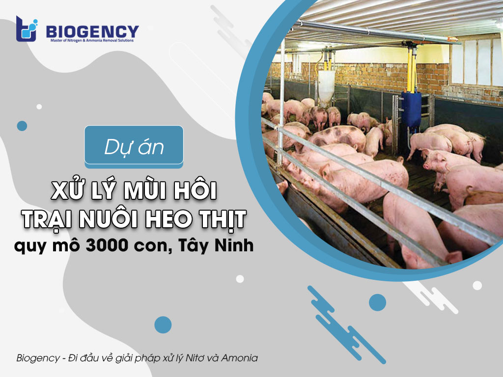 Dự án xử lý mùi hôi trại nuôi heo thịt quy mô 3000 con, Tây Ninh