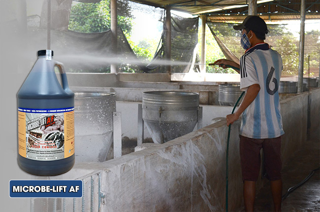 Quá trình phun xịt men vi sinh xử lý mùi hôi chuồng trại chăn nuôi Microbe-Lift AF.