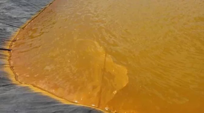 Ao nuôi tôm bị nhiễm phèn nặng.